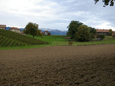 Avusy